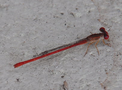 [A top-down view of a damselfly standing on pale grey concrete. The entire damselfly is red except for its black-lined clear wings. The thorax has a few black stripes and there is some black along the tops of its eyes. Its legs are and orangish color.]